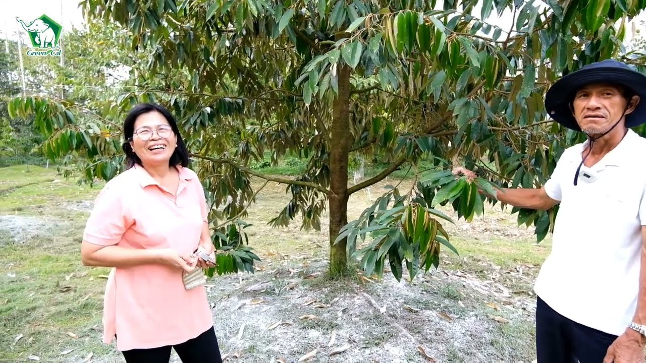 Green Cal | EP.10 ลุงตี๋บอกต่อ แนะนำการใช้กรีนแคลแมกในสวน ผอ.