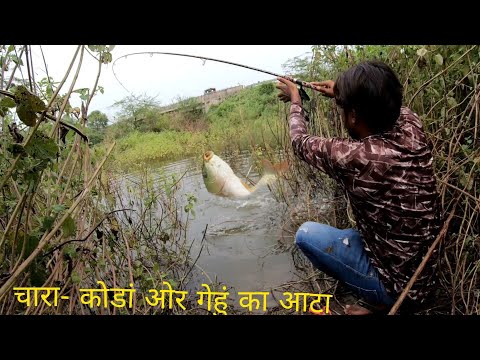 वीडियो: शिकारी मछली के प्रकार और विविधता