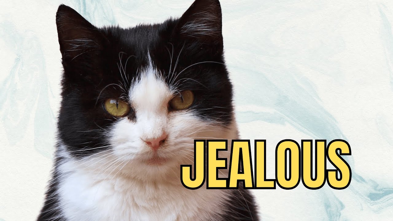 Can Cats Feel Jealousy? (The Truth Might Surprise You)