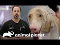 Dr. Michael Lavigne quedó fascinado con esta dobermán blanca | Veterinarios de Texas | Animal Planet