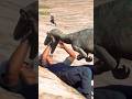 トロオドンが人間を仕留めてから転がしていた/Troodon had killed a human and rolled him away! Jurassic World Evolution 2