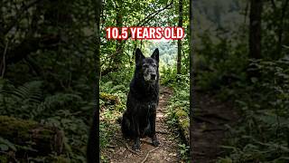 Kurgan: 10.5 Year Old Blue Bay Shepherd 💪🐺