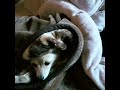 「【ペットたちの💘幸せなひととき🐾】布団にくるまってお昼寝が超カワイイ💕」