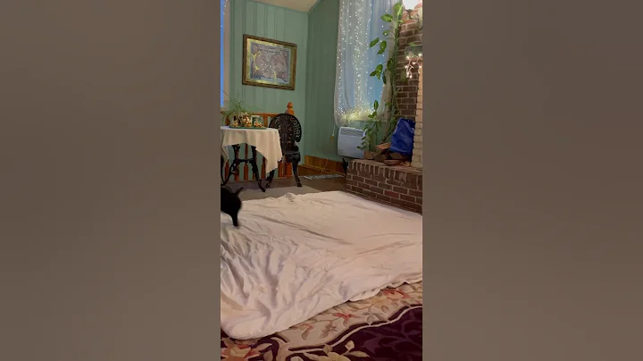 Bunny getting his daily exercise 🐇