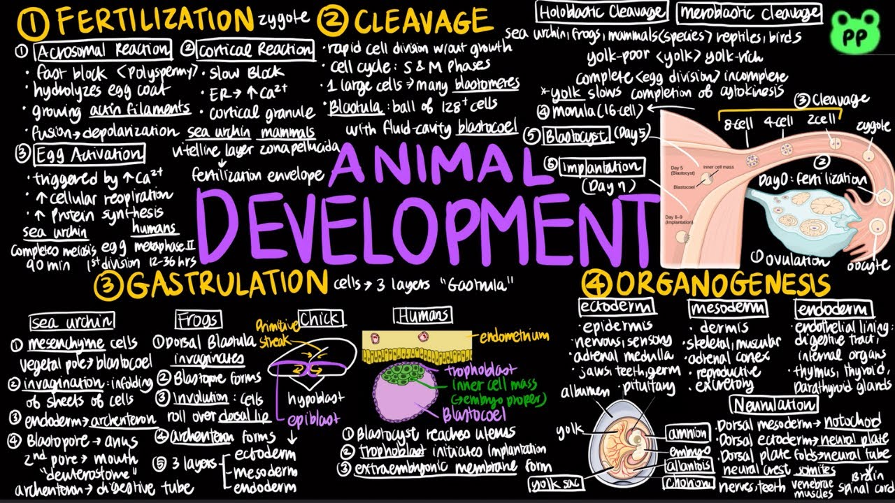 Animal Development | Animal Physiology 12 | Biology | PP Notes ...
