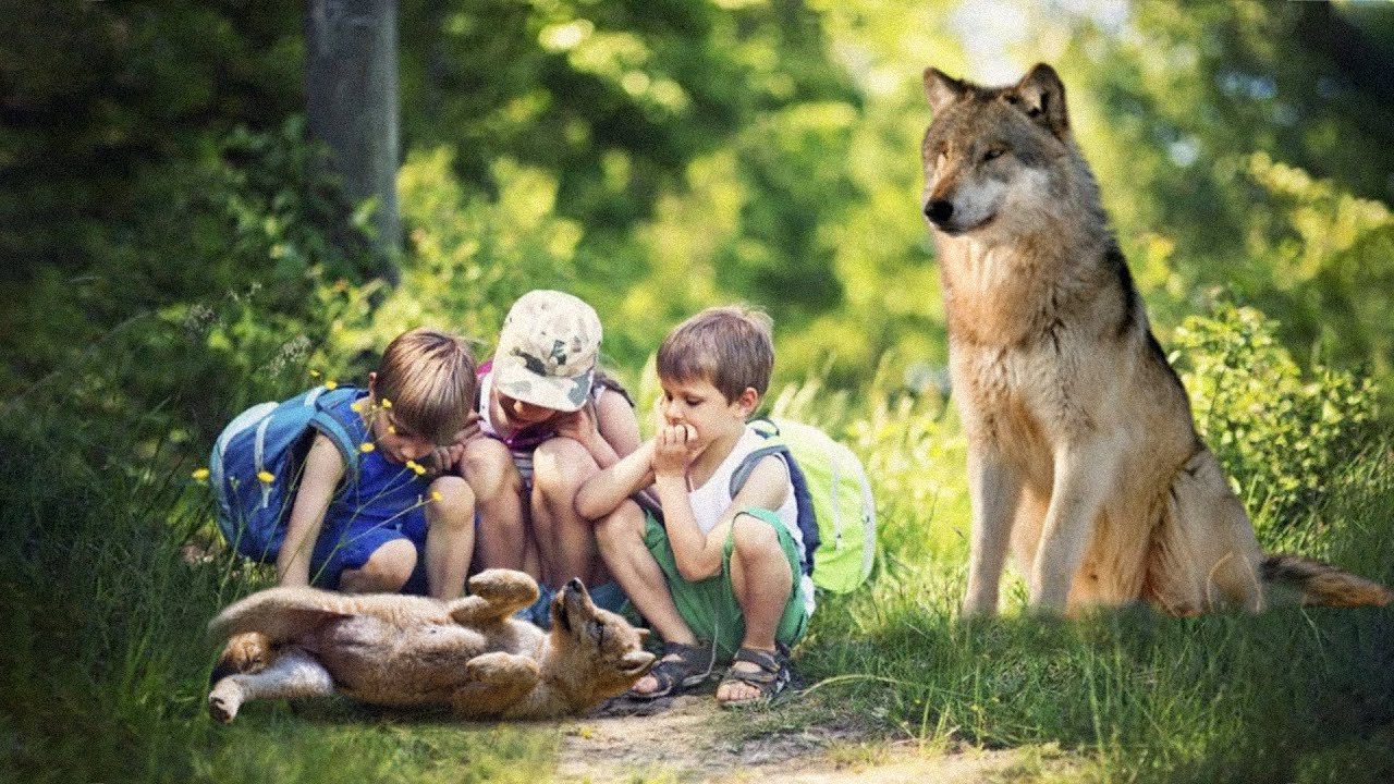 Волчица привела детей к своему волчонку, умоляя спасти его. Она ...