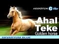 Ahal Teke Atları - Haber