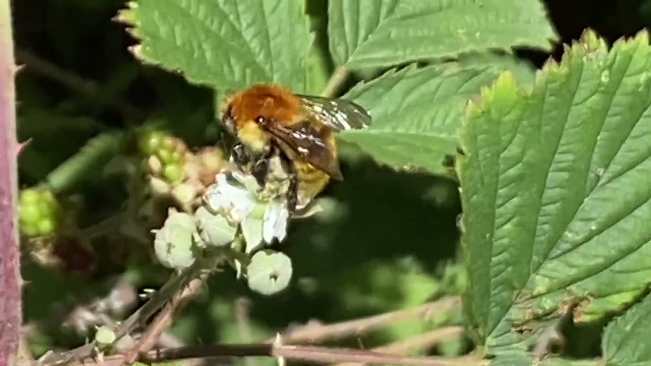 Bombus pasquorum / Abejorro de campo / Carder bee