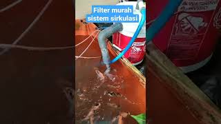 budidaya ikan nila kolam terpal sistem filter sirkulasi #budidayaikannila #ikannila