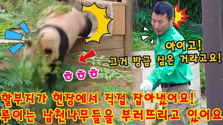 에버랜드 판다월드 💥 루이바오 는 할부지정원에 있는 남천나무들을 계속 부러뜨리고 있어요 😱👀 내일 정원 출입 금지가 루이에게 딱 맞는 벌일까요?