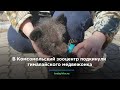 В Комсомольский зооцентр подкинули гималайского медвежонка