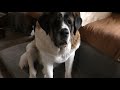 225 LB SAINT BERNARD Dog Drool: A must know before you get one..The drool is real!