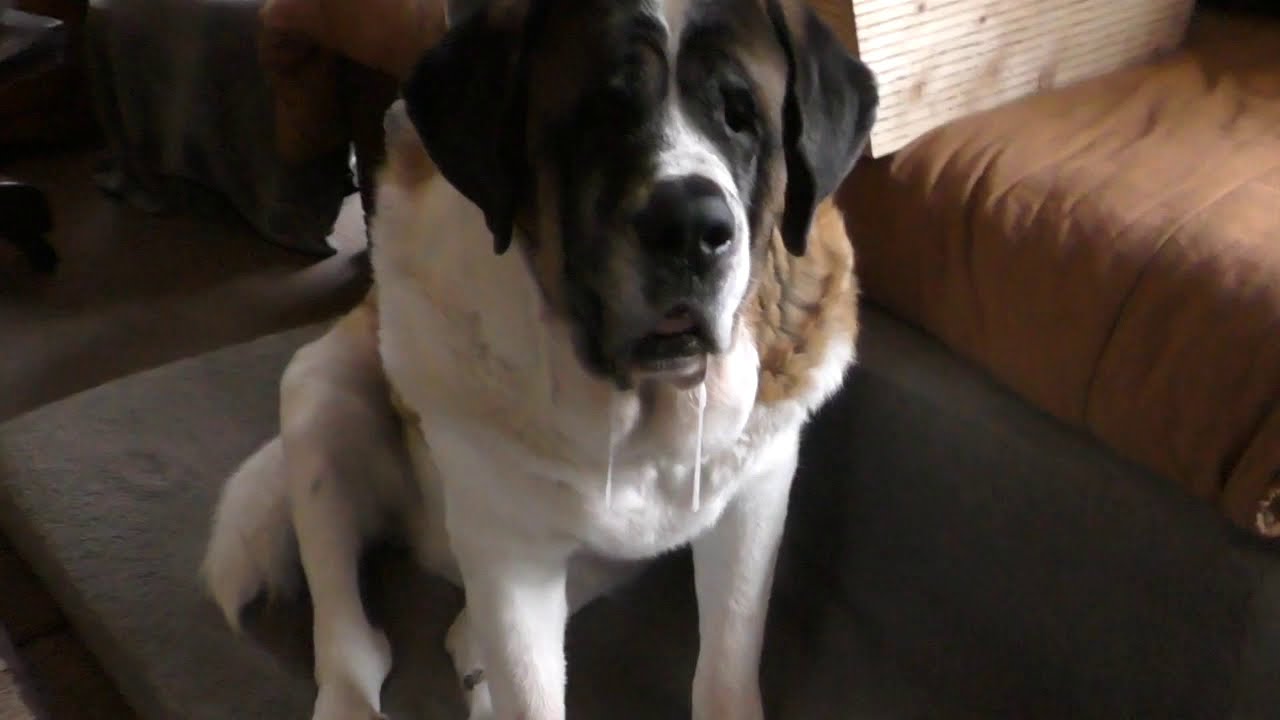 225 LB SAINT BERNARD Dog Drool A must know before you get one..The