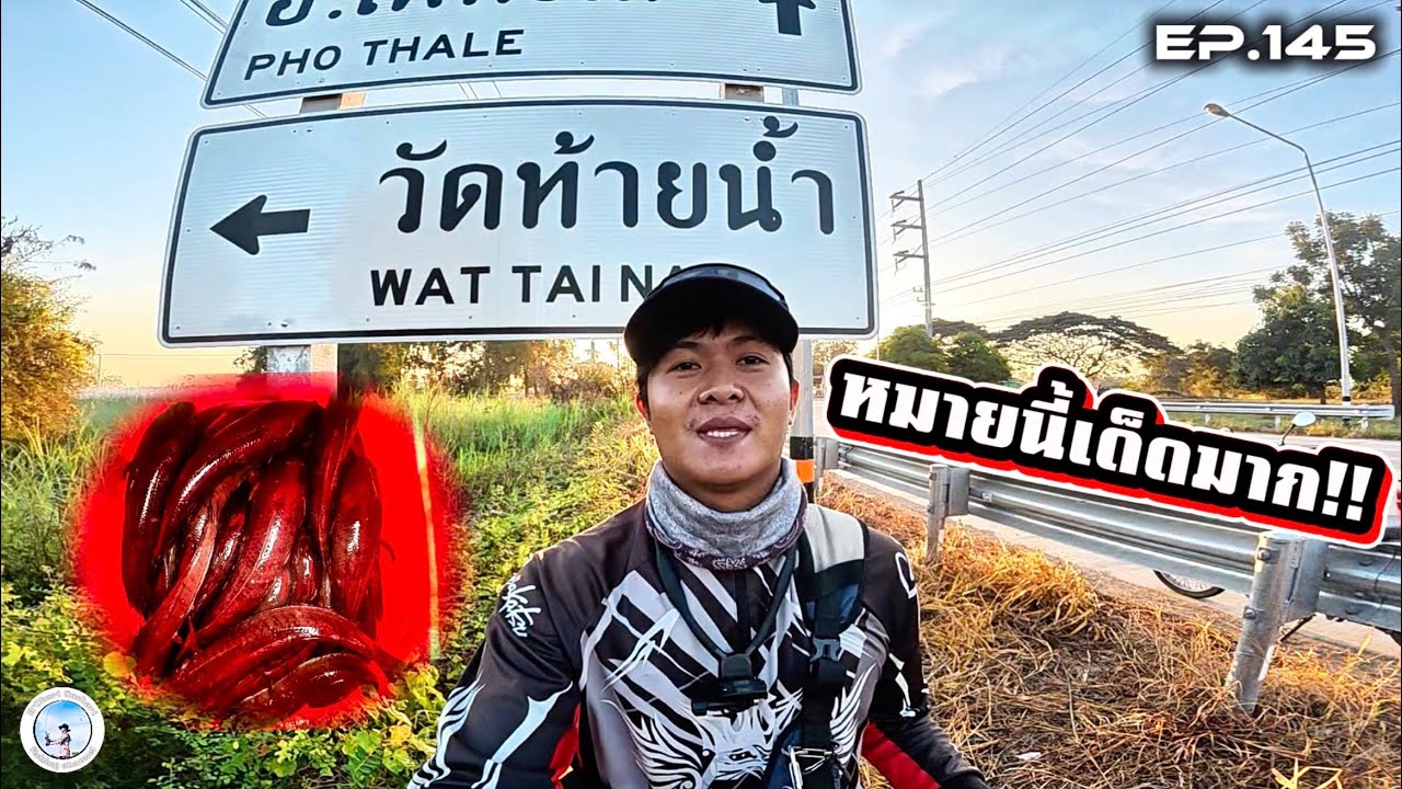 EP.145 เลาะตกปลาช่อนหมายข้างทาง แถวนี้เด็ดมาก😁👍🏻