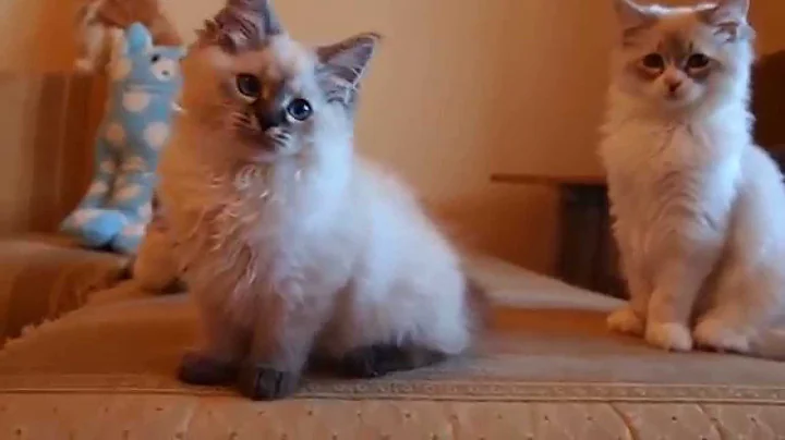 Watch the video about Siberian color point (Neva Masquerade) kitten Cattery SibirushkaKrasa