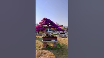 Hoa Giấy bonsai đỉnh cao #Shorts