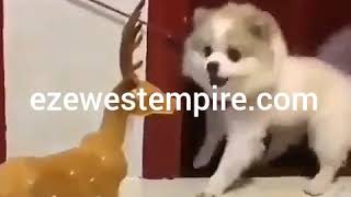 Watch this Dog screaming over a toy lol