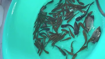 @calocvn ✅ Giống Cá Nước Ngọt: Cá Lóc Bông Thái giá 2k/con #cágiống #cálócbông @cadacsan