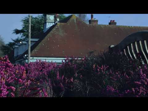 My Eos M plus Magic Lantern #2 stationary & monopod | 14 bit raw | Flowers blooming in February 4You