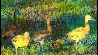 Birds, Life, etc...
