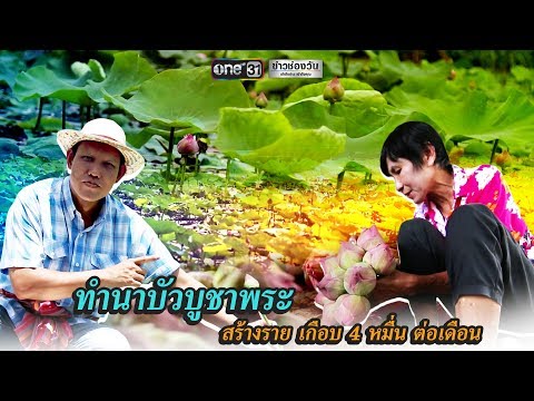 ทำนาบัว 5 ไร่ รายได้เดือนละ 3 - 4 หมื่น | ข่าวช่องวัน | one31
