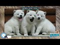 Hokkaido dog 🐶🐾 Everything Dog Breeds 🐾🐶 の動画、YouTube動画。