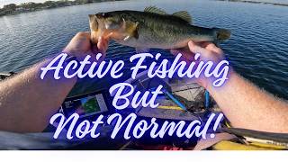 ACTIVE FISH BUT NOT NORMAL PATTERN screenshot 1