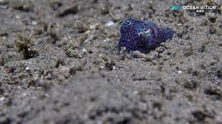 Awesome Footage Of One Of The Cutest Animals - Bobtail Squid