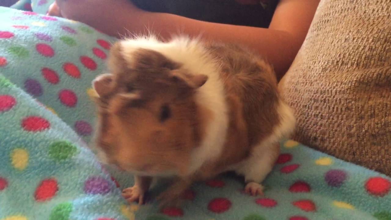 Guinea pig kisses YouTube