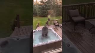 Bear Climbs Into Our Hot Tub While Were Inside House