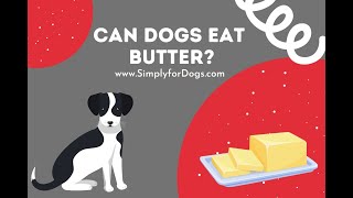 Can Dogs Eat Butter? Can Dogs Eat Pancakes With Butter