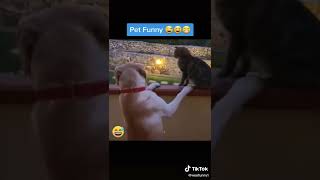 Funny Videos From TikTok №365