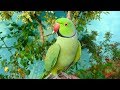Parrot Morning Sounds 2
