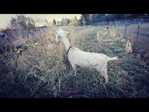 Goat Weed Control In The Garden