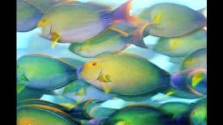 Ocean Soul with Brian Skerry - National Geographic Live