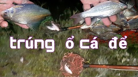 Kích Cá Đêm Mưa Trúng Ổ Cá Đang Đẻ_Catching Fish in the Rainy Night Hits a Breeding Fish Nest