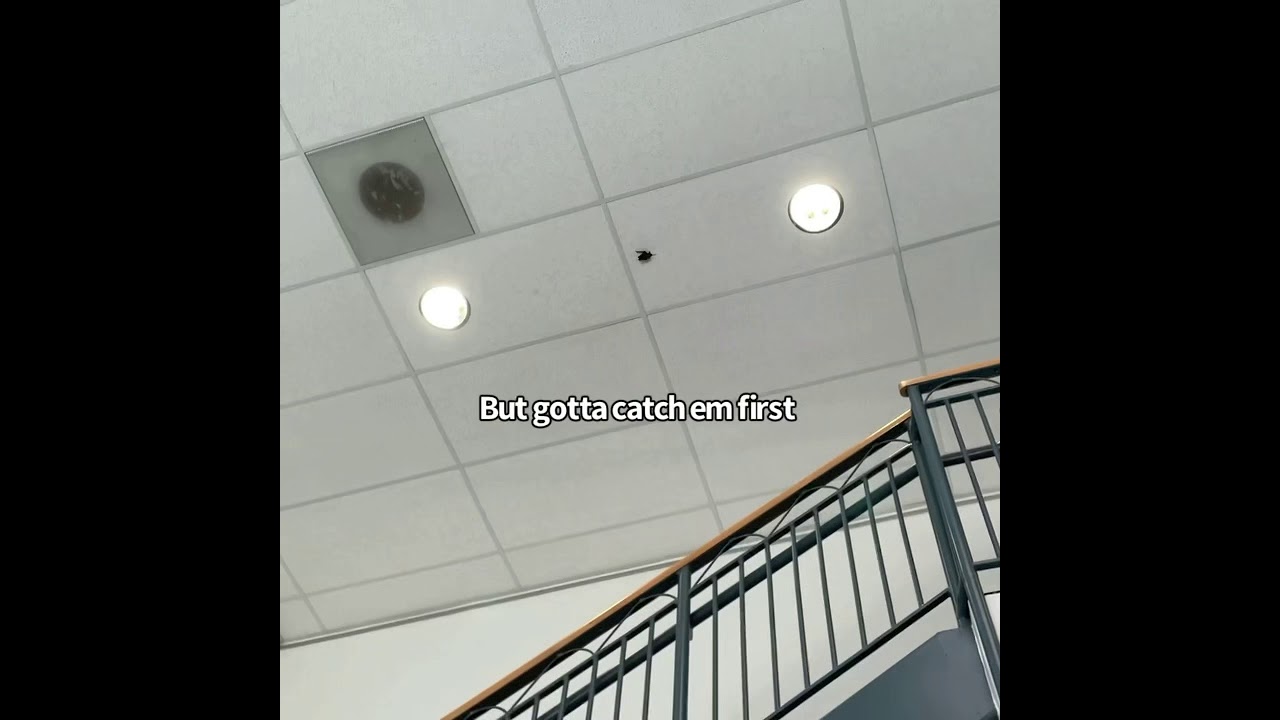 A warm winter night in Austin means bat release time!