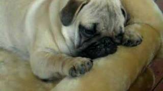 fat Pug puppy falling asleep