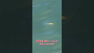 トラファルガー5のピクピク💓