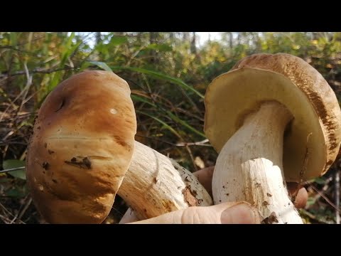 Нехоженная поляна