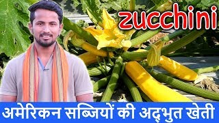Exotic Vegetables Farming in India | Amazing Zucchini / Squash Farming Technique in Hindi