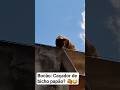 Cadê o Bicho Papão? 🤣#BichoPapão#Bocão#petsfofinhos