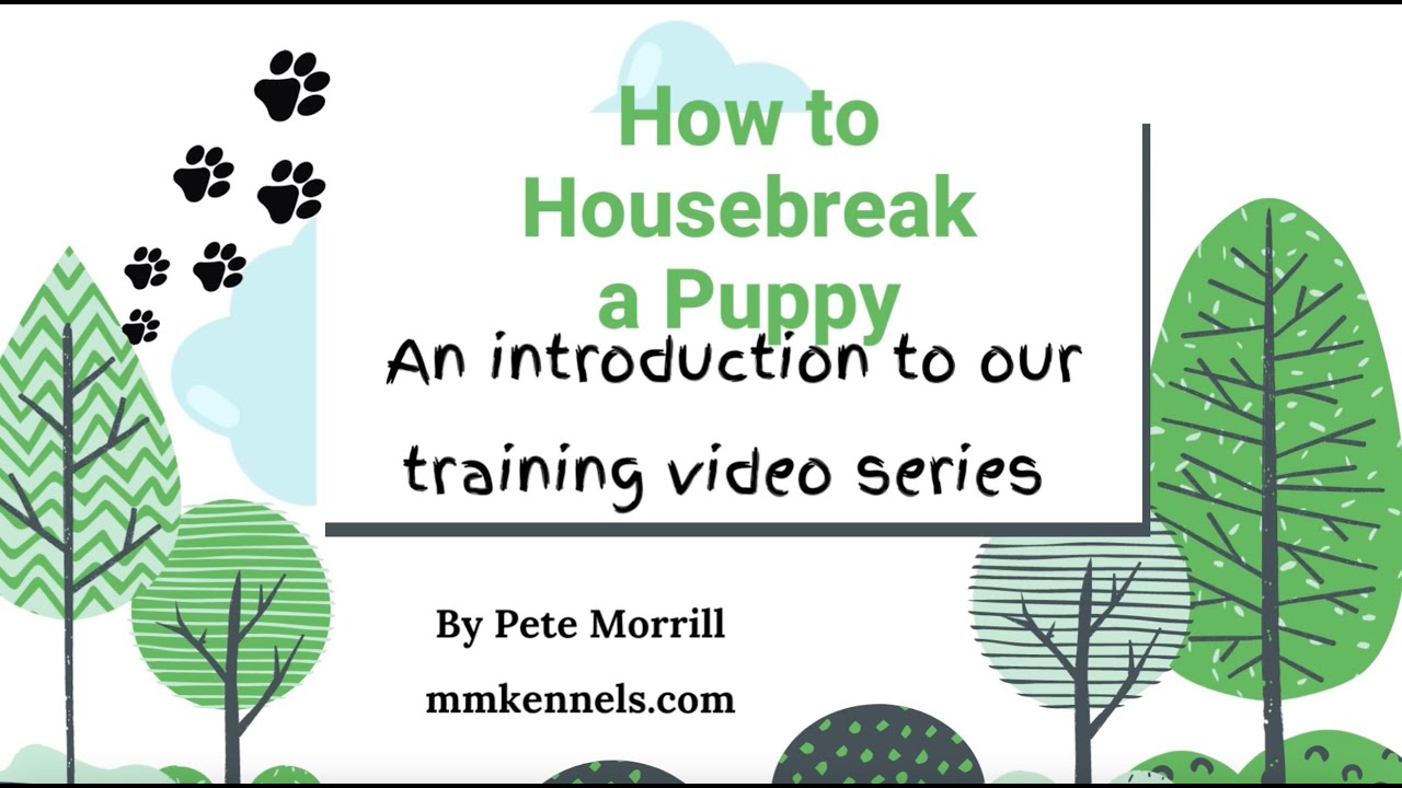 Introduction to Housebreaking a Puppy YouTube