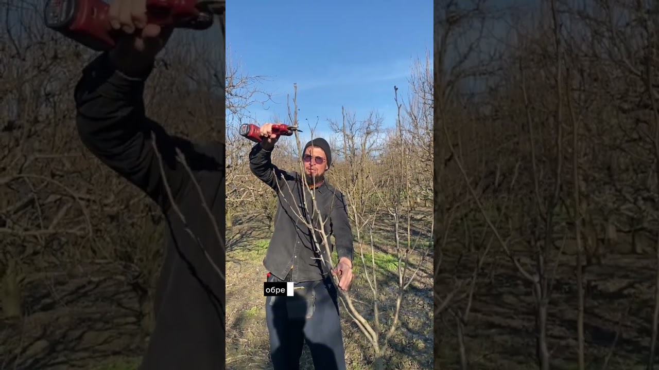 Как обрезать дерево на мульти лидер или чашу?