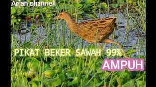 Download lagu PIKAT BURUNG SAWAH || BURUNG BEKER