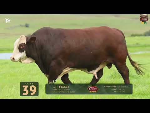 LOTE 39   TAT FIV221 M Braford