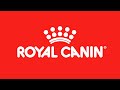 Royal Start ¡Conócela! | #RoyalCanin #PerrosPremier