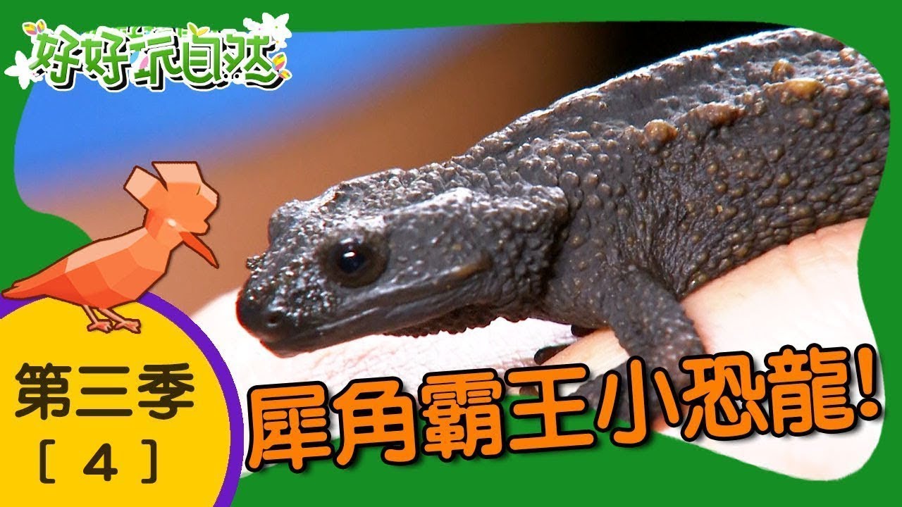 【好好玩自然】犀角霸王小恐龍！犀角金龜 霍氏蛙｜第4集_第三季｜日本沖繩｜柳丁哥哥 崇瑋老師｜生態探索｜YOYO