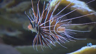 Virginia Aquarium's $28.9M expansion opens this weekend