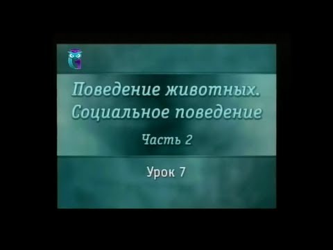 Социальное поведение животных. Урок 2.7. Коллективы насекомых - способы регуляции